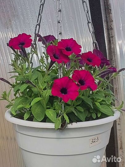 Пеларгония герань