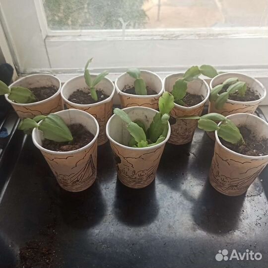 Цветок декабрист Декабристы