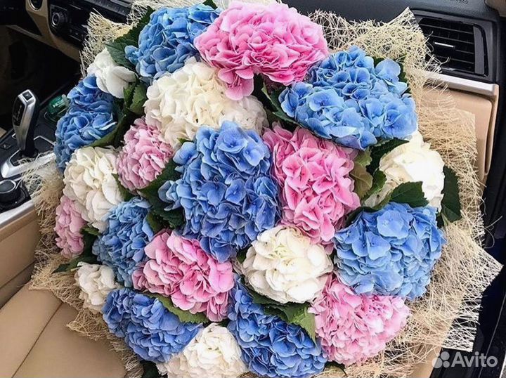 Гортенизии