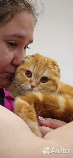 Ищем шотландского кота для кошки