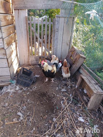 Куры несушки