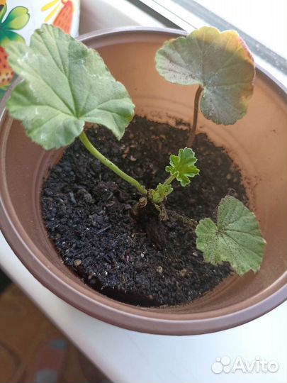 Пеларгония герань