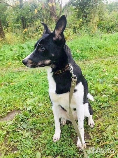 Лари ищет свою семью Собака в добрые руки