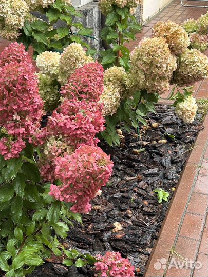 Гортензия метельчатая саженцы