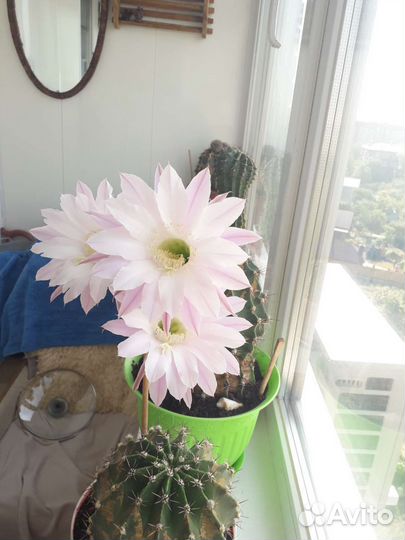 Кактус цветущий