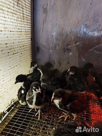 Суточные цыплята