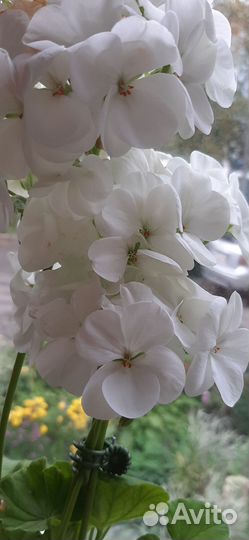 Герань пеларгония белая