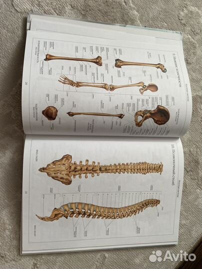 Атлас анатомии человека