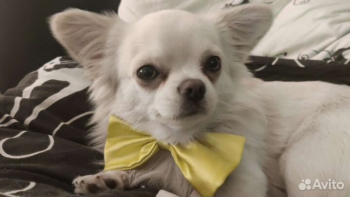 Вязка кобель чихуахуа