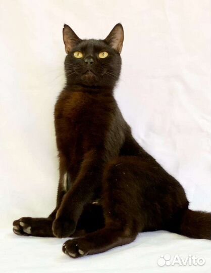 Бурманская порода