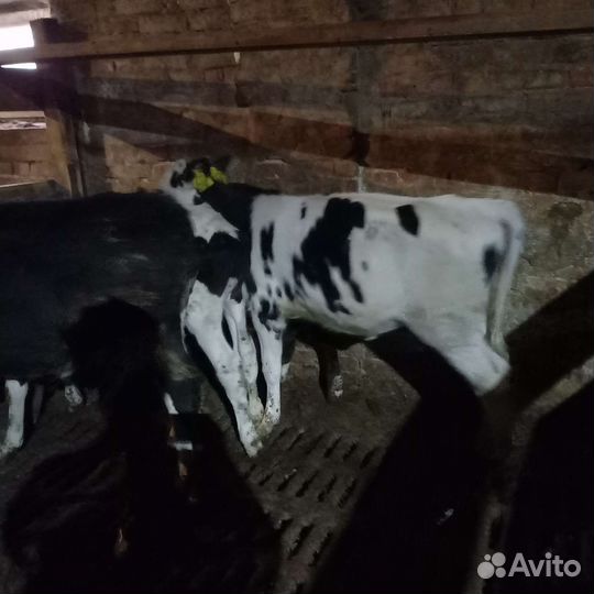 Бычки телята