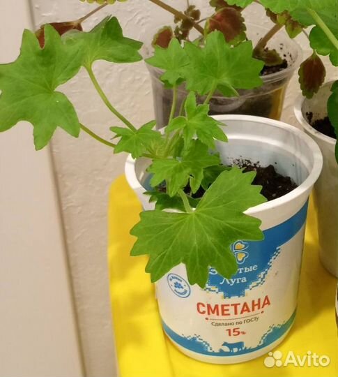 Пеларгония до 5.12