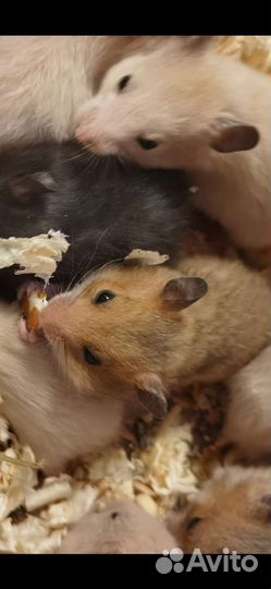 Сирийский хомяк