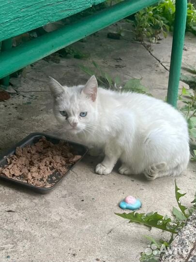 Кошечка ищет дом