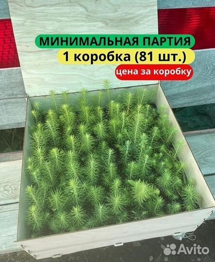 Сеянцы ели зкс