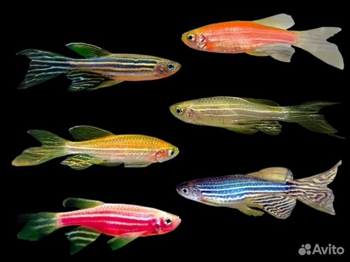 Аквариумные рыбки и растения