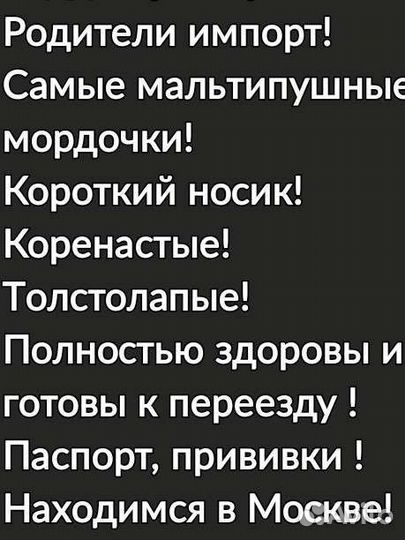 Мальтипу 5мес. micro беби фейс