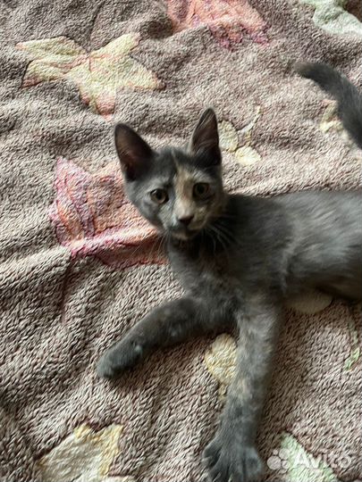 Котенок девочка 3,5 мес.в добрые руки