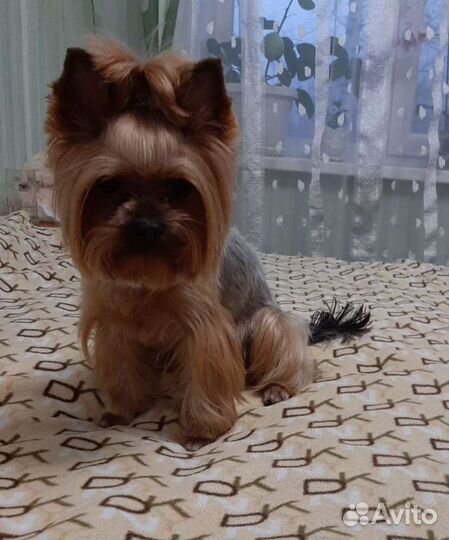 Йоркширский терьер