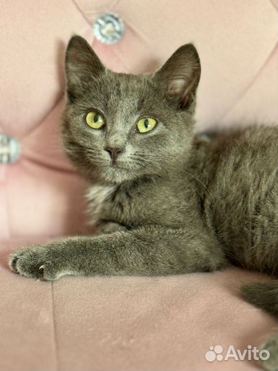 Малышка ищет дом