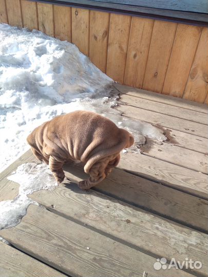 Шарпей девочка Шоколадка