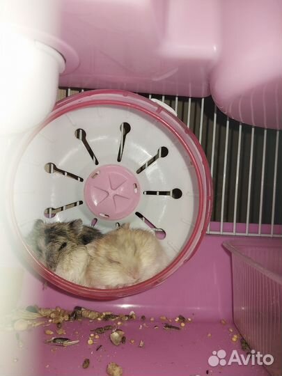 Хомяки джунгарики с клеткой
