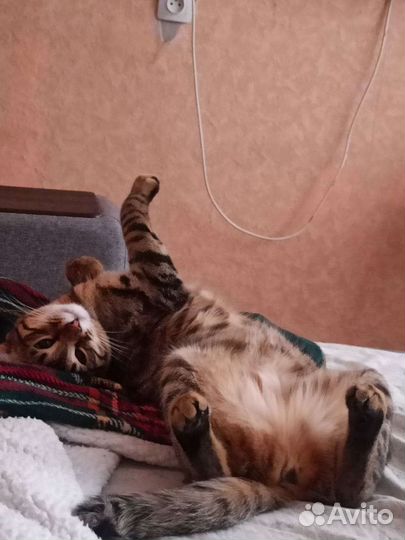 Отдам в дар кошка