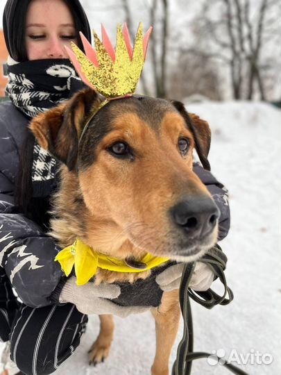 Добрейшей дущи человек ой пес ищет дом