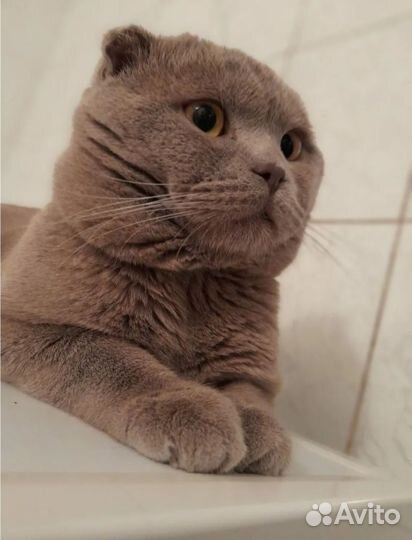 Шотландская кошка