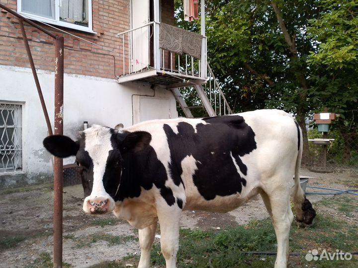 Айширская корова