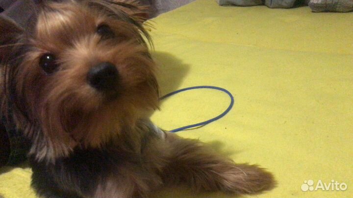 Передержка животных