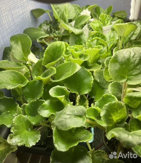 Сортовые фиалки