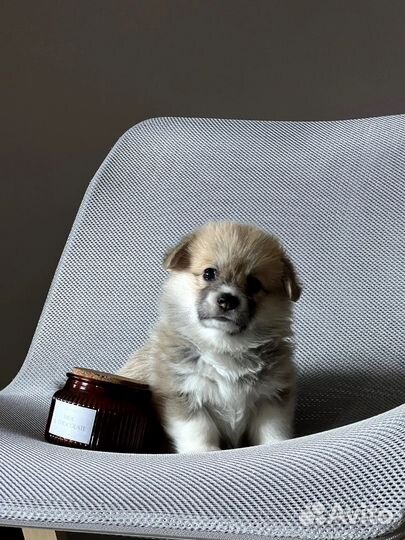 Щенки вельш-корги пемброк