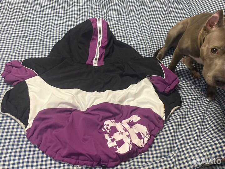 Одежда для крупной собаки