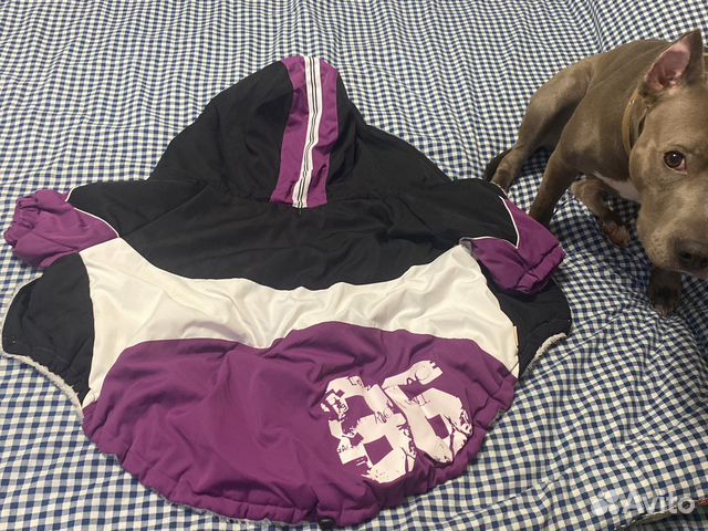 Одежда для крупной собаки