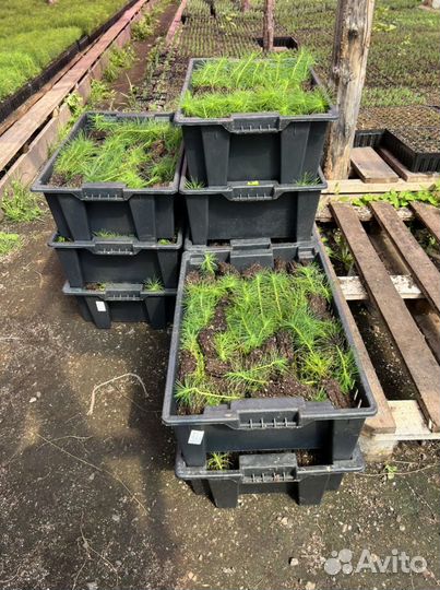 Сеянцы Сосна с зкс и окс Ель Лиственница Кедр