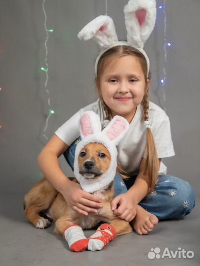 Щенок мальчик, собака в добрые руки