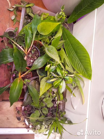 Крестовик Роули Вариагатный и другие