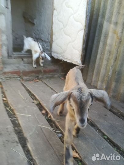 Козы и козлята продажа