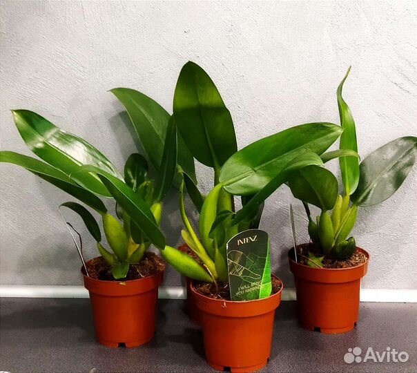 Филодендрон бронз,тортум,мартианум,голд,глориозум