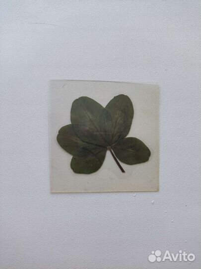 Клевер четырехлистный ламинированный