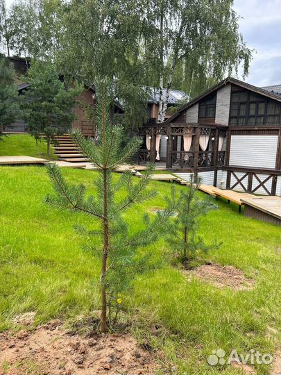 Саженцы сосны, ели, липы, клëна, дуба