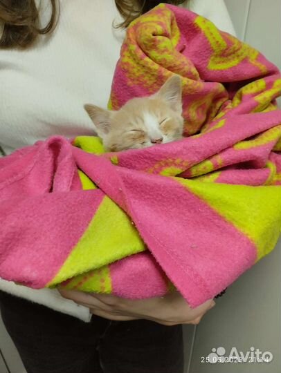 Рыжий котенок мальчик, 1,5 месяца, кушает сам