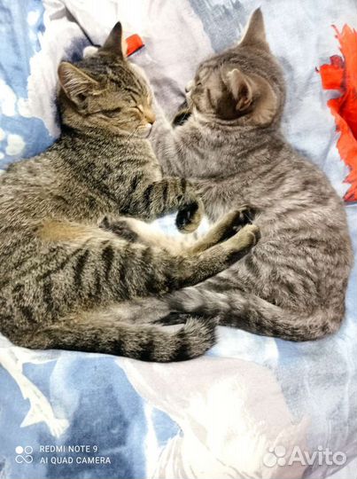 Отдам двух братиков