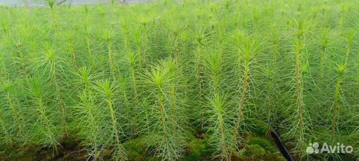 Сеянцы сосны обыкновенной зкс от производителя