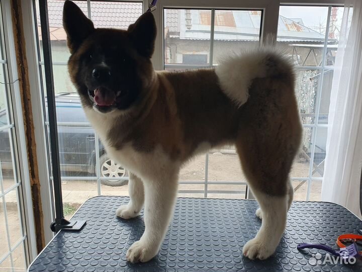 Гигиенический Груминг. Вычес собак и кошек