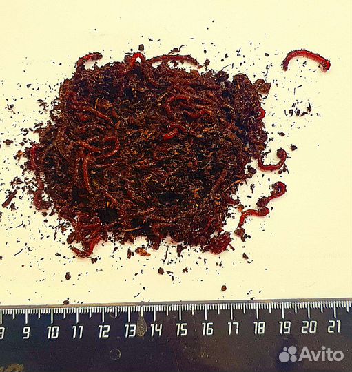 Мотыль Крупный Живой Фасованный долгохранящийся