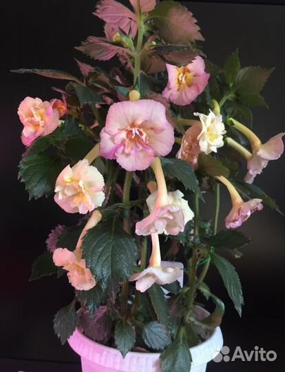 Ахименесы, фиалки