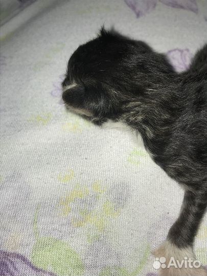Котята бесплатно