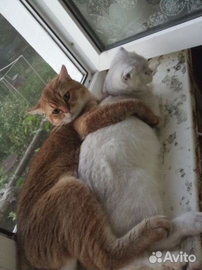 Котята породистые